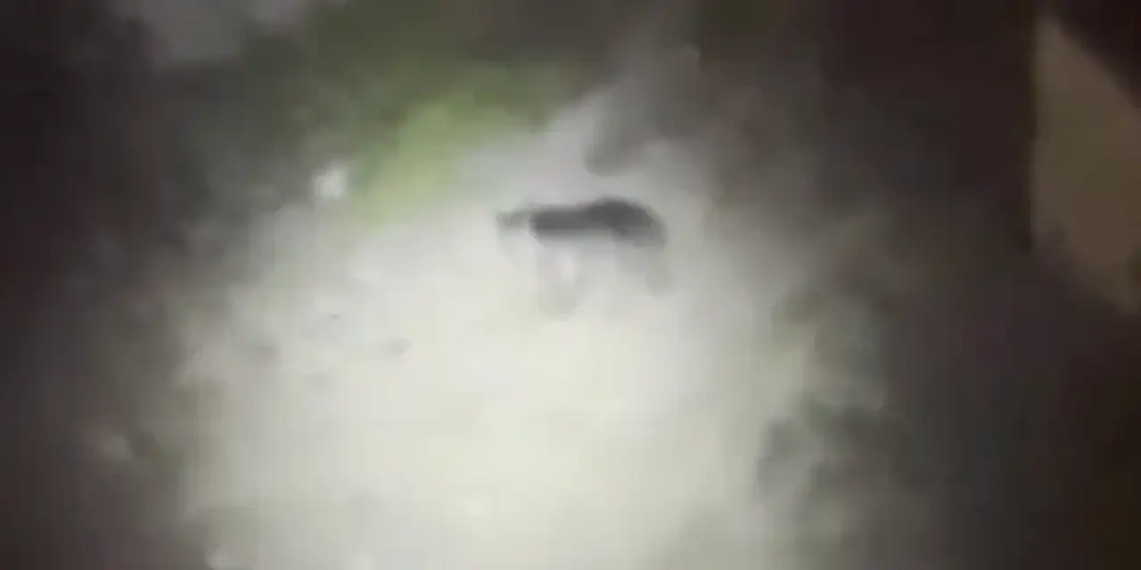 Gümüşhane'de mahalleye ayı indi! O anlar kamerada