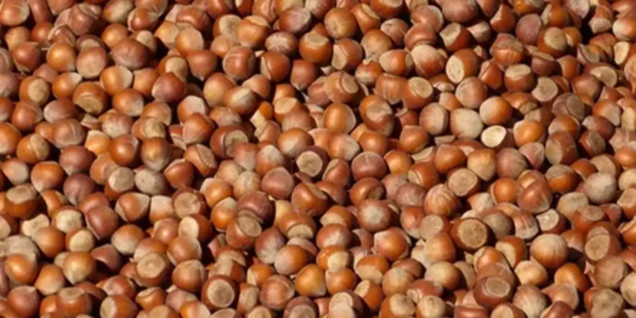 Karadeniz'in gizli kahramanı: Fındık