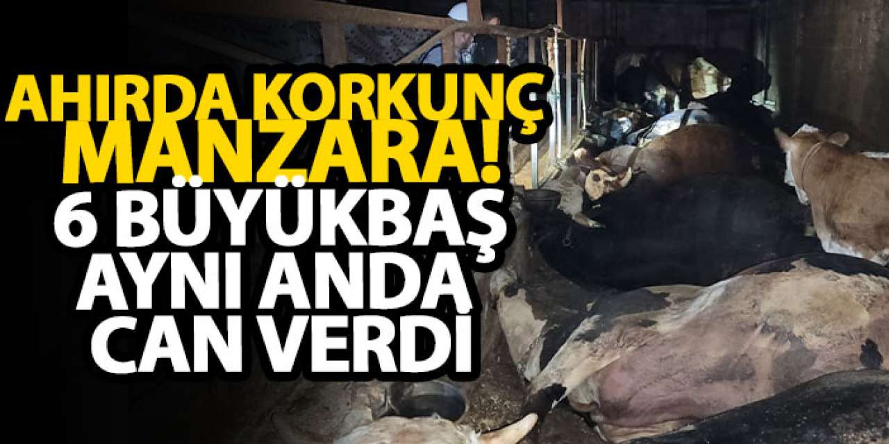 Ahırda korkunç manzara! 6 büyükbaş aynı anda can verdi