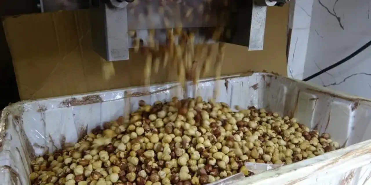 Fındıkta hasat tamamlandı! Kavurma ve kırma işi işletmelerde