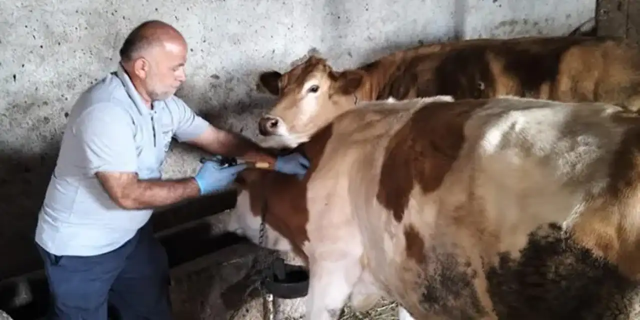 Bayburt'ta şap aşıları tamamlandı!