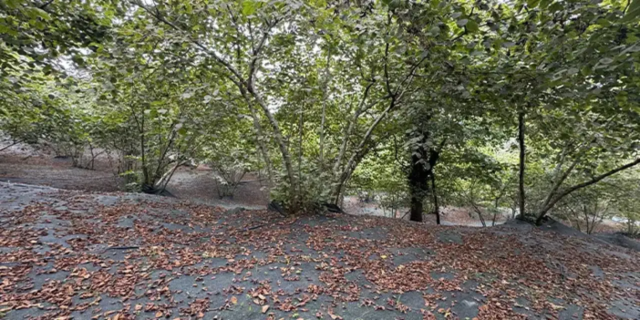 Fındık üreticileri file örtüler ile daha fazla verim elde ediyor!