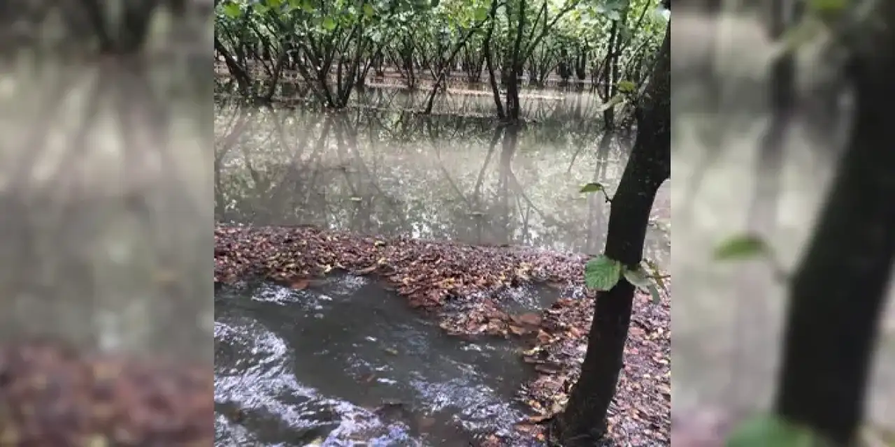 Samsun'da sağanak fındığı olumsuz etkiledi!