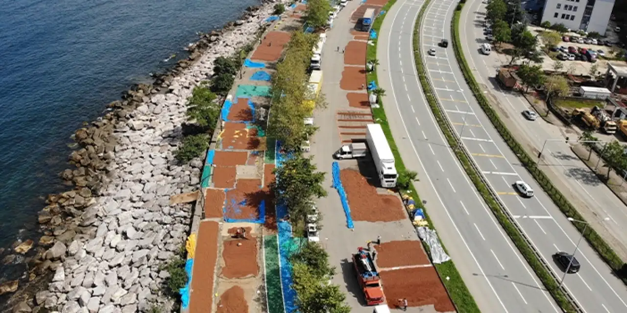 Giresun'da fındık üreticilerinin mesaisi sürüyor