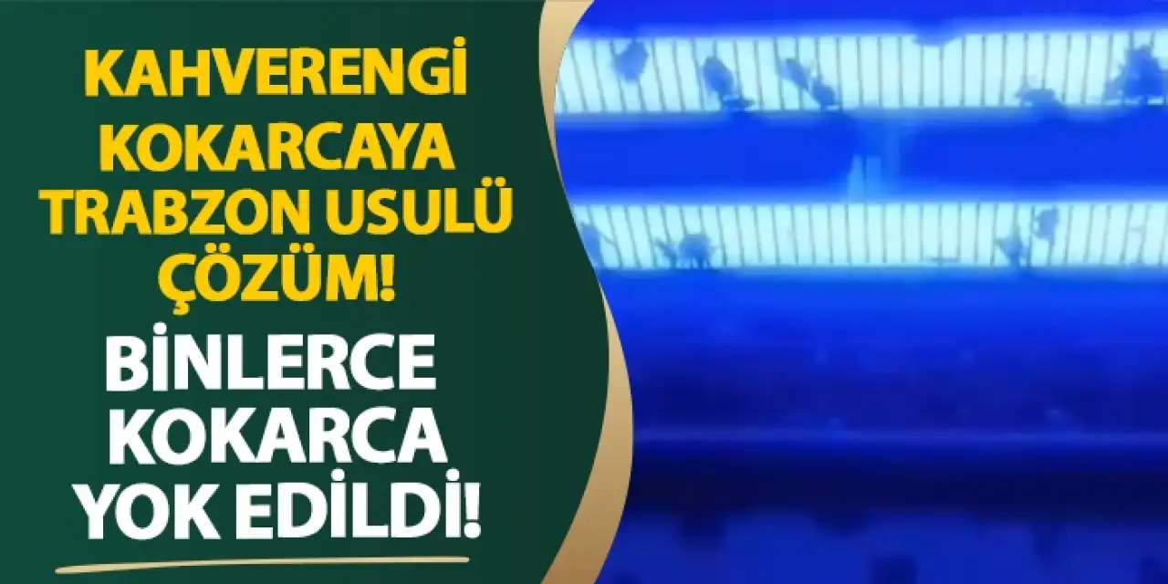Kahverengi kokarcaya Trabzon usulü çözüm! Binlerce kokarca yok edildi!
