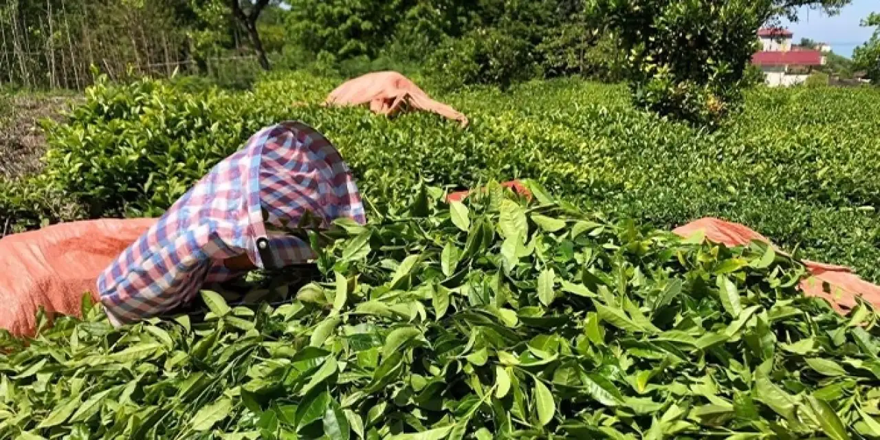 Rize'de 12 Eylül darbesi sonrası çay makaslarının yasaklandığı ortaya çıktı!