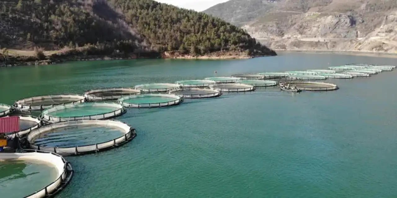 Artvin'de somon üretimi rekora koşuyor!