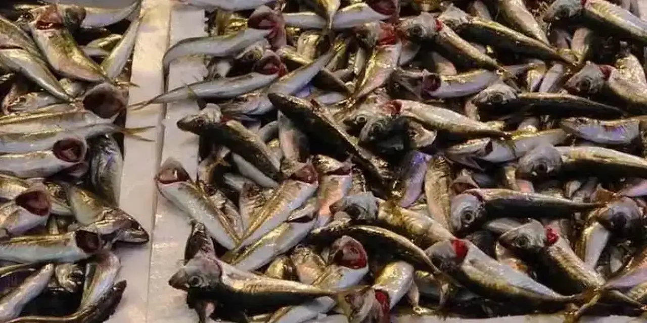 Ordu'da balık tezgahlarını en çok istavrit süslüyor!