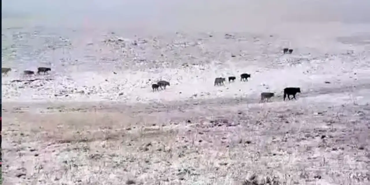 Rize sınırında ilk kar yağdı!