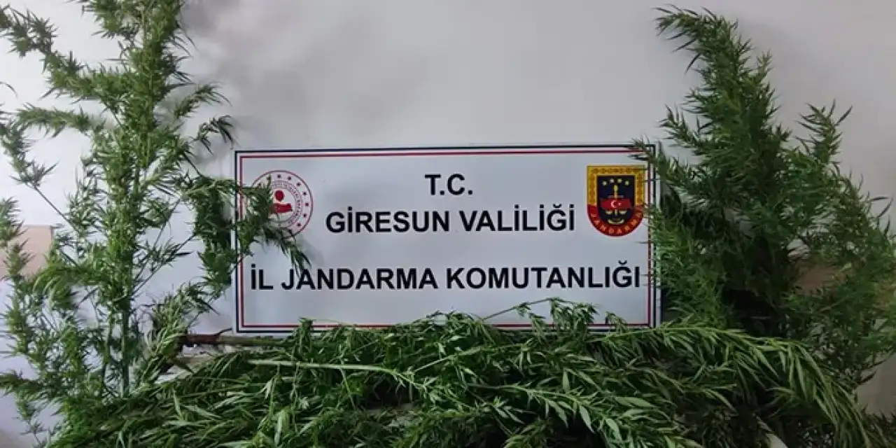 Giresun'da uyuşturucu operasyonu! 1 gözaltı