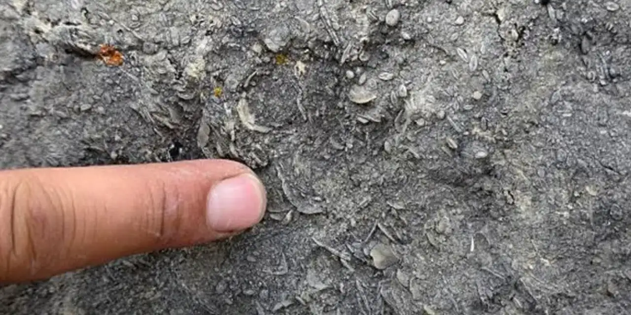 Gümüşhane'de 50 yıllık deniz fosilleri bulundu!