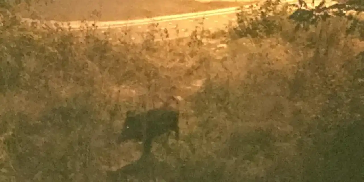 Ordu’da bir çocuk domuz saldırısından son anda kurtuldu!