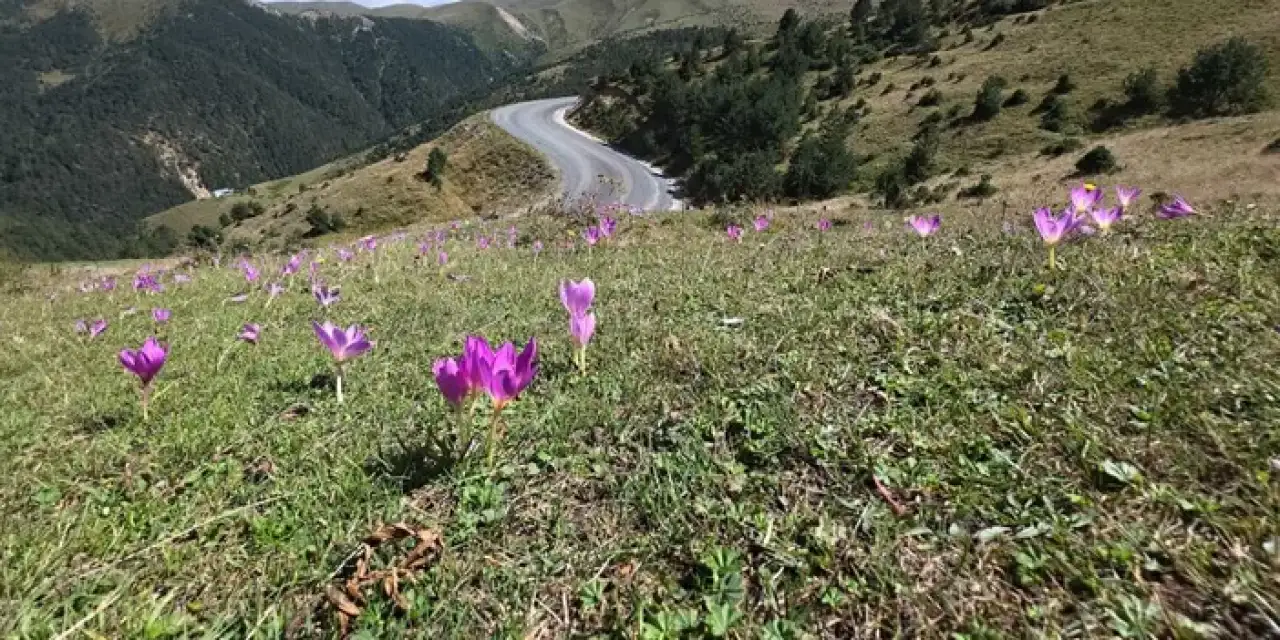 Gümüşhane’de vargit çiçeği kışın haberini verdi!