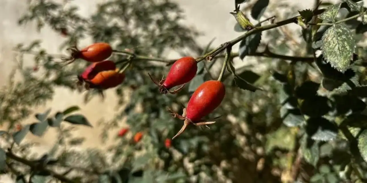 Bayburt’un dağlarında yetişen kuşburnu sofraları süslüyor