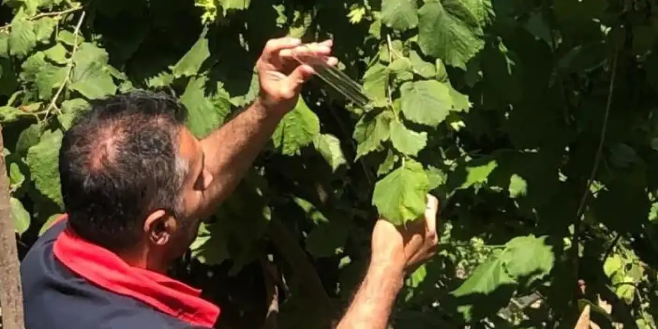 Samsun’da kahverengi kokarca ile mücadele sürüyor!