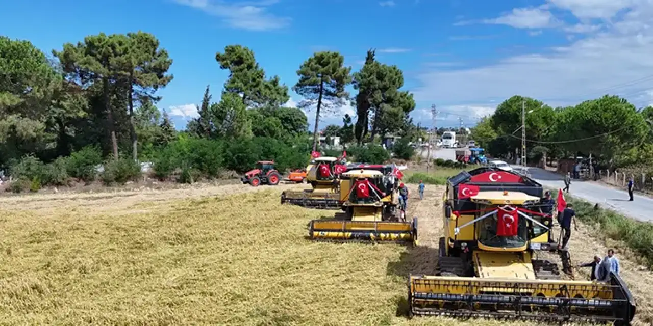 Samsun'da Çeltik Hasadı Festivali gerçekleştirildi!