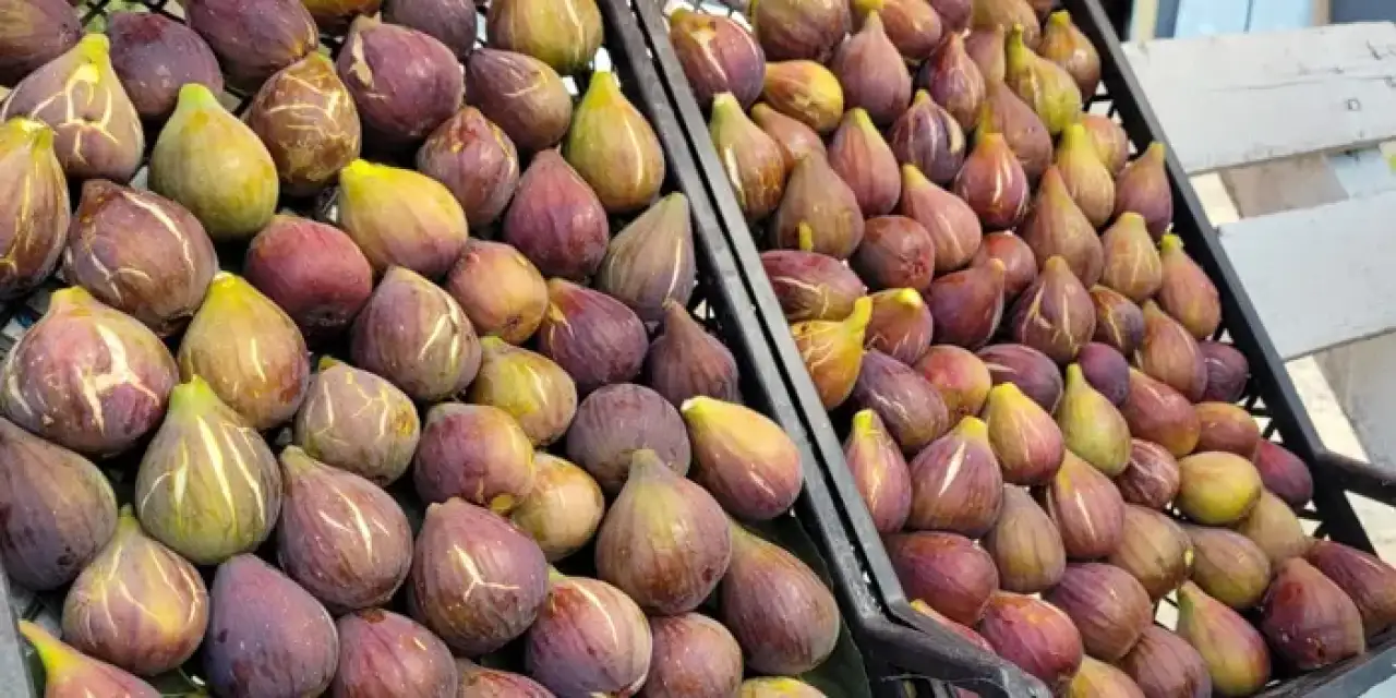 Samsun'da mor patlıcan inciri hasadı devam ediyor!