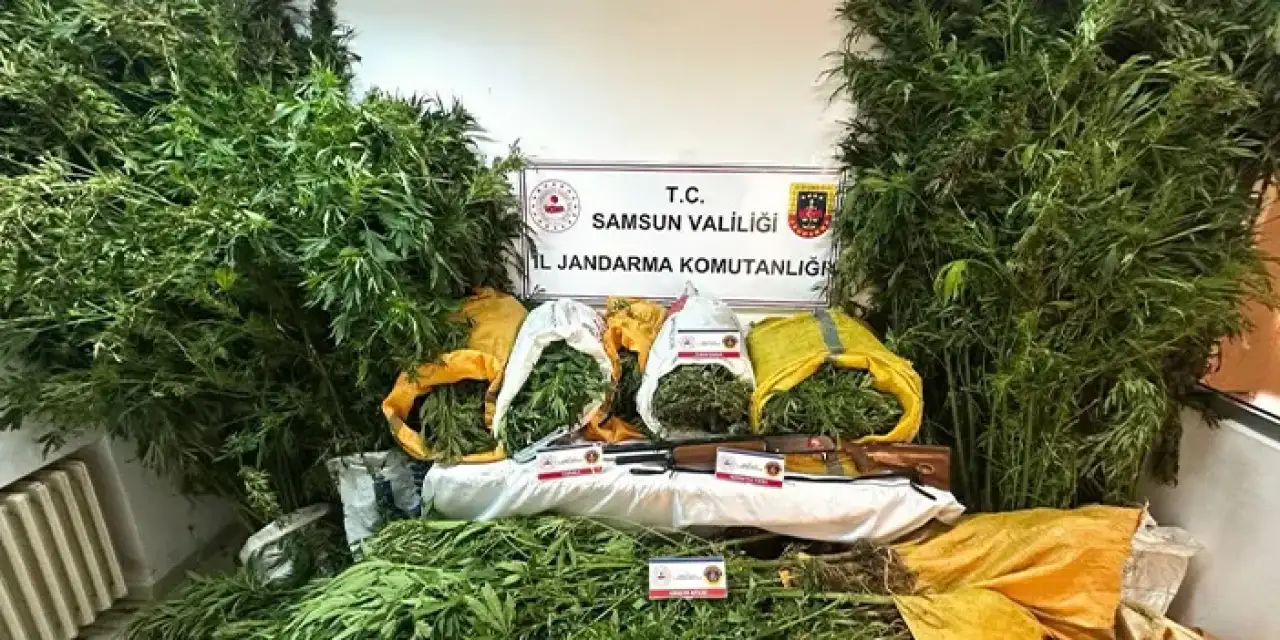 Samsun'da fındık bahçesine kenevir diktikleri iddia edildi!