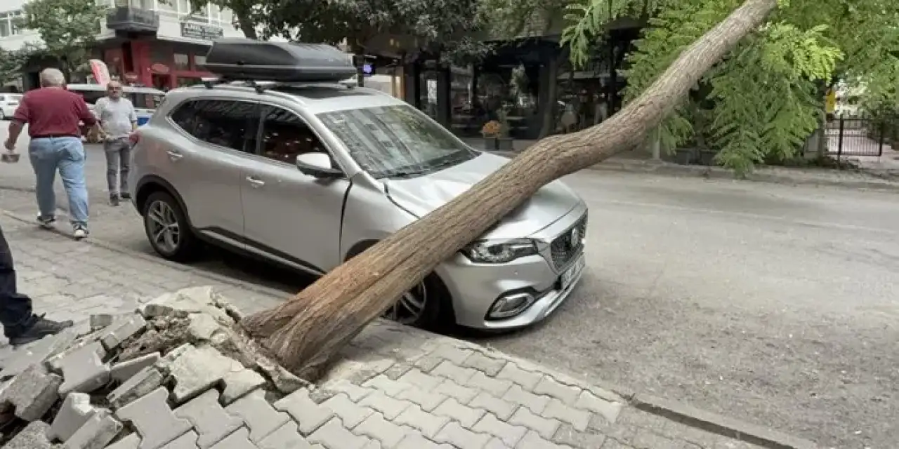 Samsun’da ağaç otomobilin üzerine devrildi!