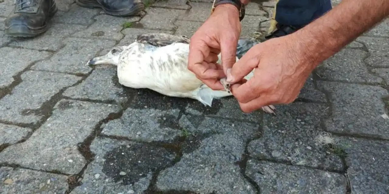 Giresun’da duyarlı vatandaş martının imdadına koştu!