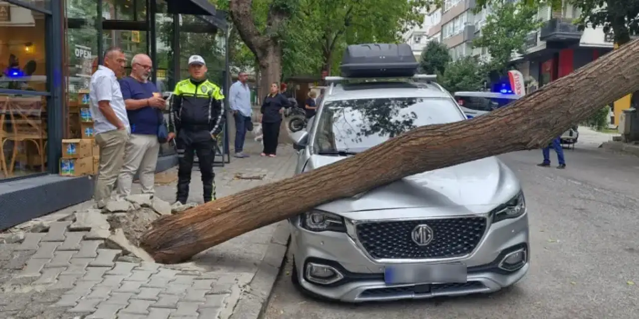 Samsun'da kaldırımdaki ağaç otomobilin üstüne düştü!