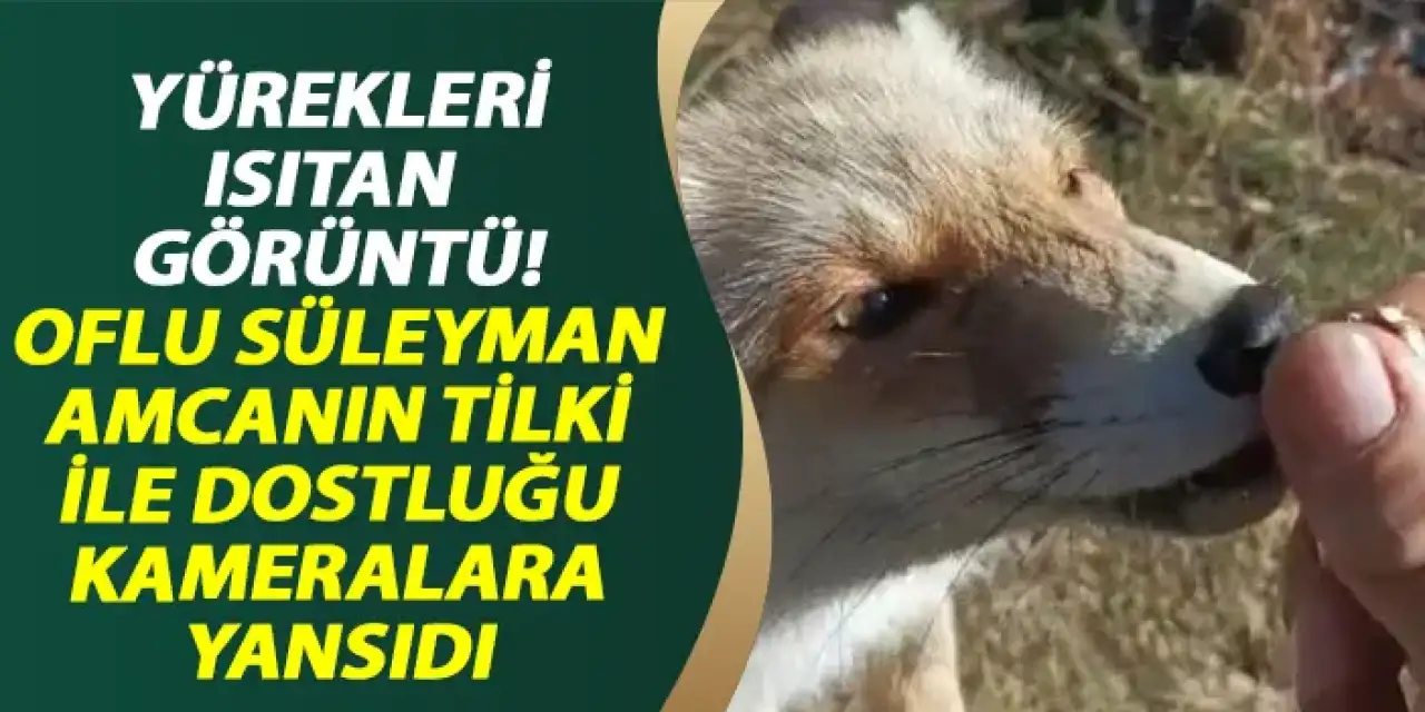 Oflu Süleyman amcanın tilki ile dostluğu kameralara yansıdı!
