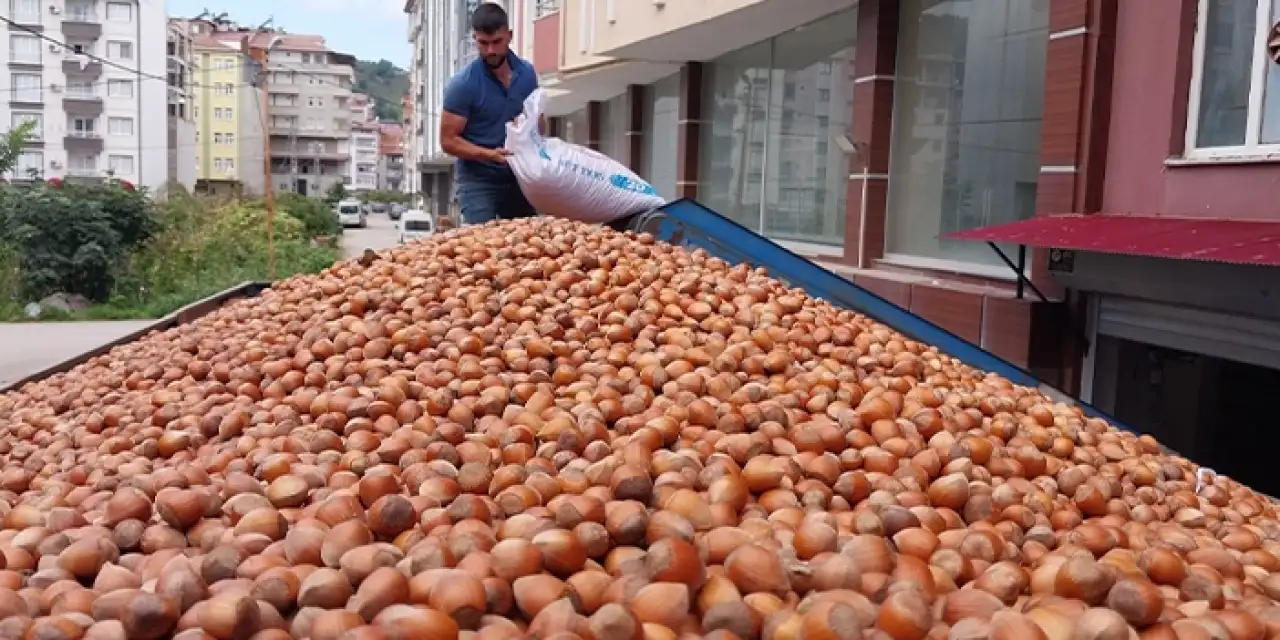 Türkiye fındıktan 42 milyar dolar kazandı