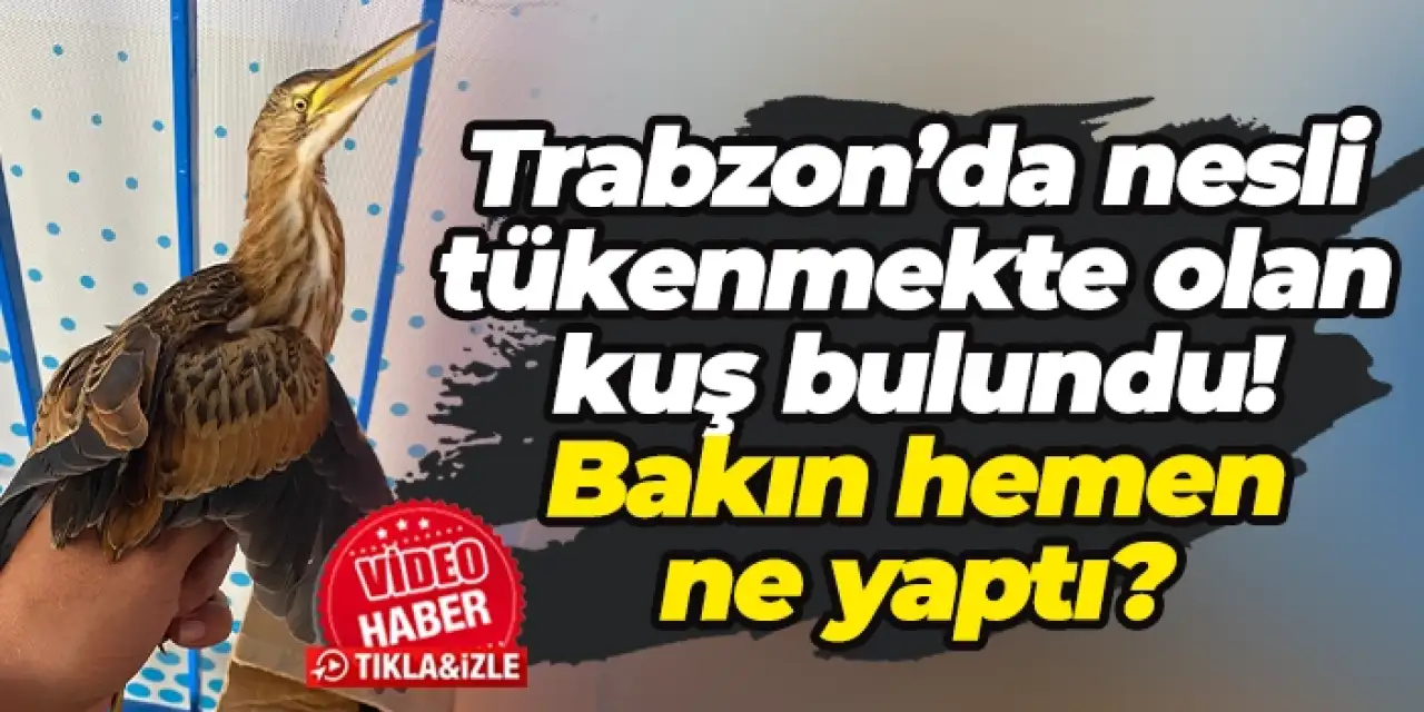 Trabzon’da nesli tükenmekte olan kuş bulundu! Bakın hemen ne yaptı?