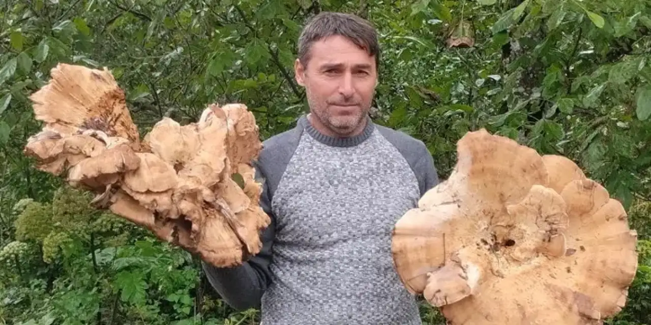 Ordu’da bulunan dev mantarlar şaşkınlık yarattı!