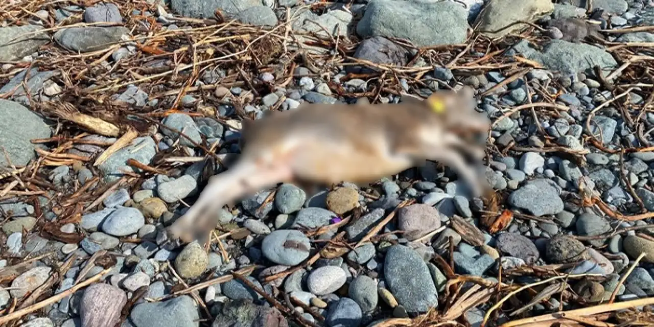 Artvin Arhavi’de sel felaketi! Hayvanlar sel suları ile denize sürüklendi