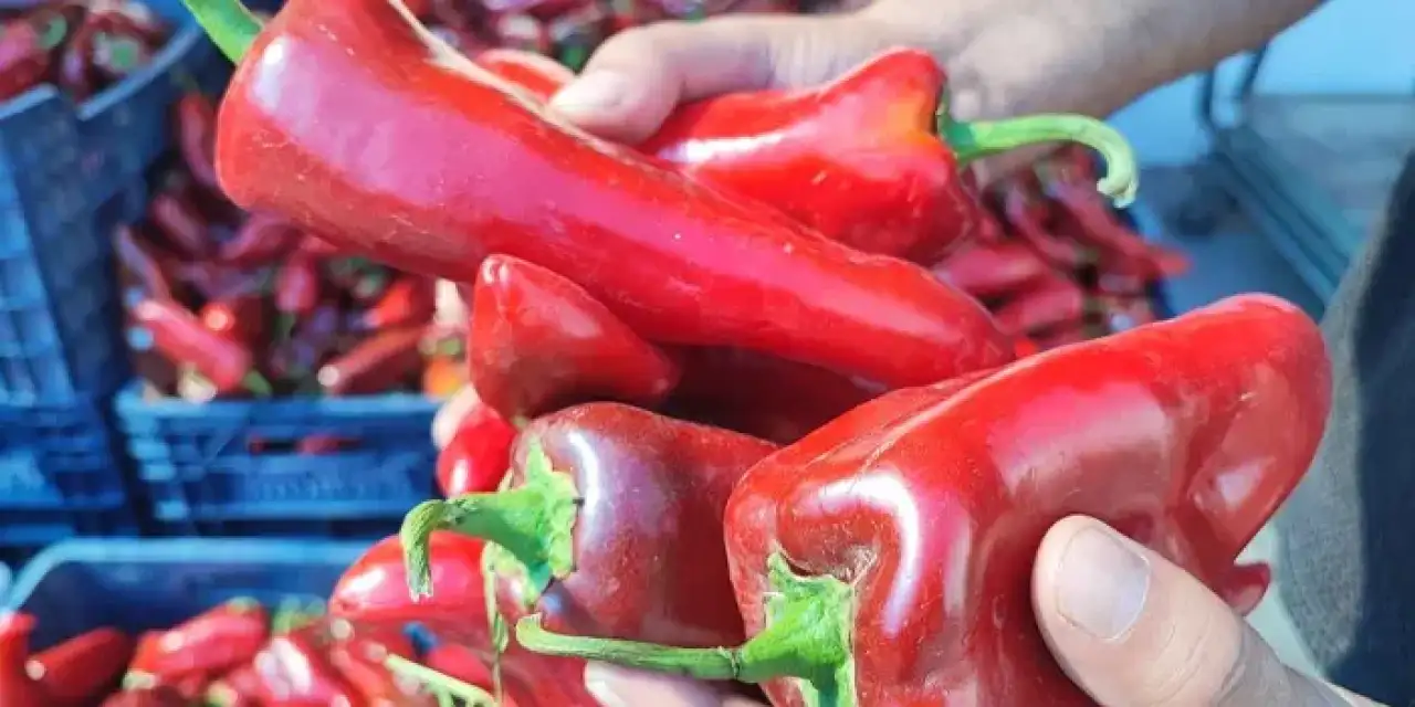 Bayburt’un pazarlarında salçalık biber hareketliliği başladı!