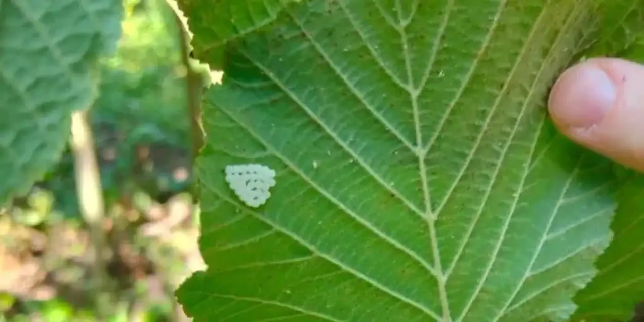 Samsun’da samuray arılar doğaya salındı!