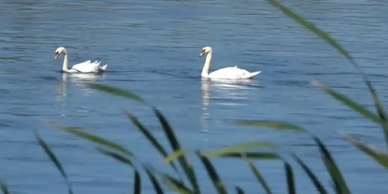 Samsun’da Kızılırmak’ta kuğuların dansı büyüledi!