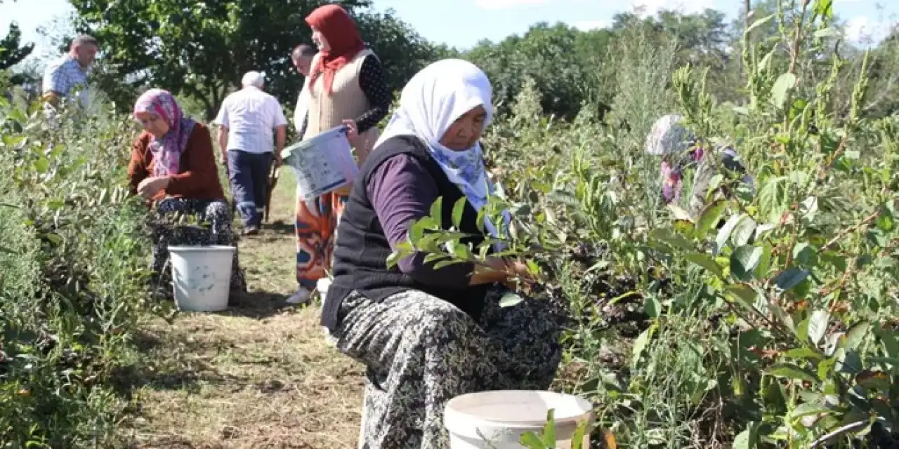 Samsun’da şifa deposu Aronya hasadı başladı