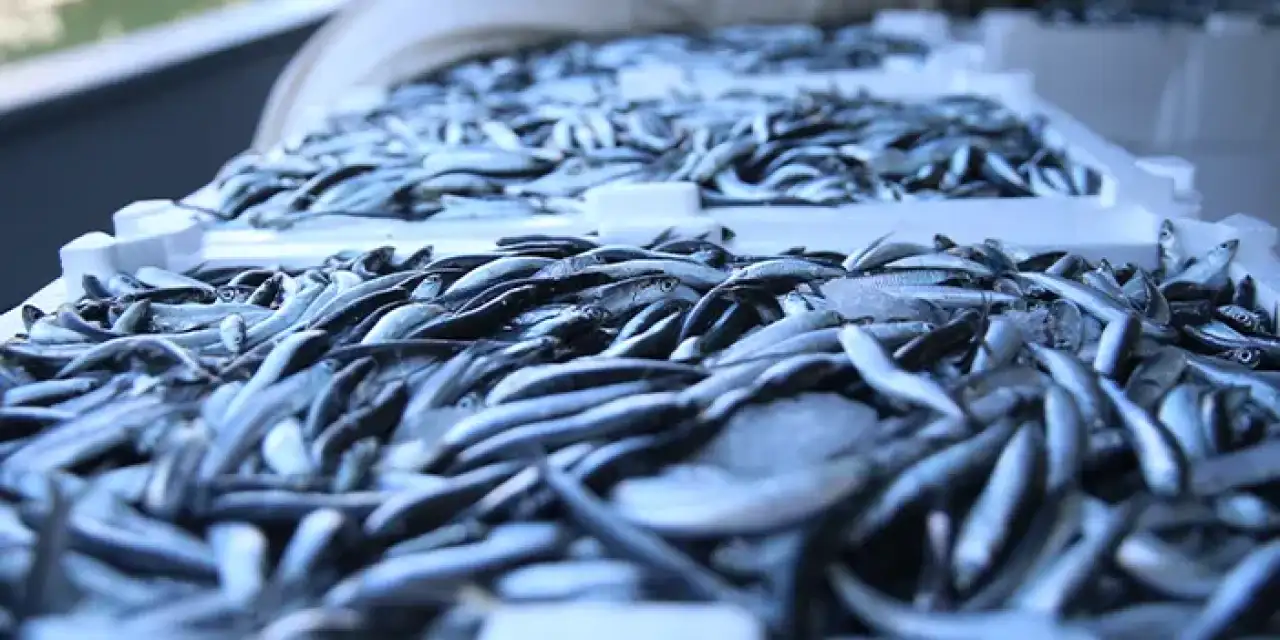 Ordu'da palamut az hamsi bolluğu dikkat çekiyor!