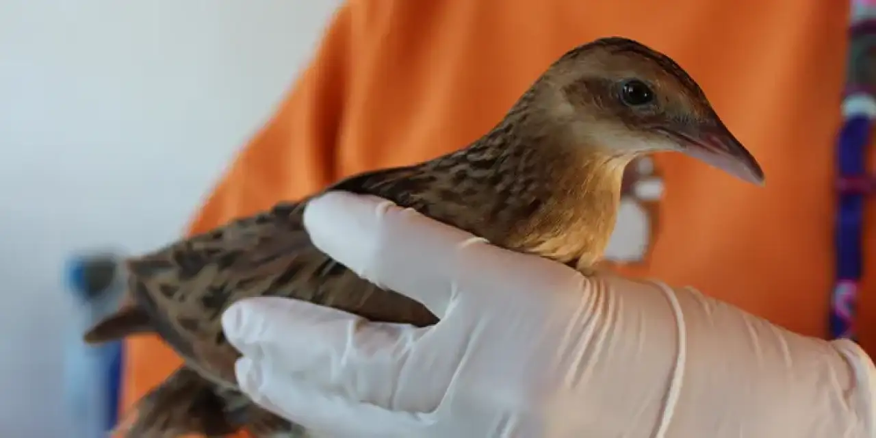 Samsun'da yaralı bulunan bıldırcın kılavuzu kuşu tedavi ediliyor!