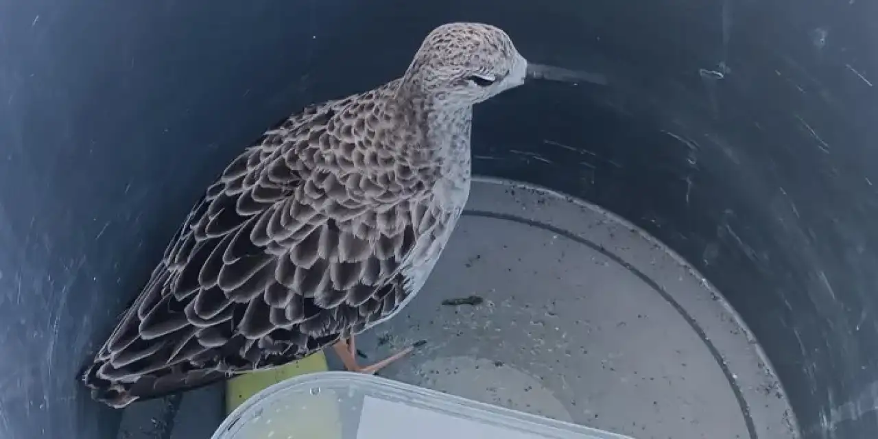 Ordu’da yaralı olarak bulunan kuşun nadir bir tür olduğu ortaya çıktı!