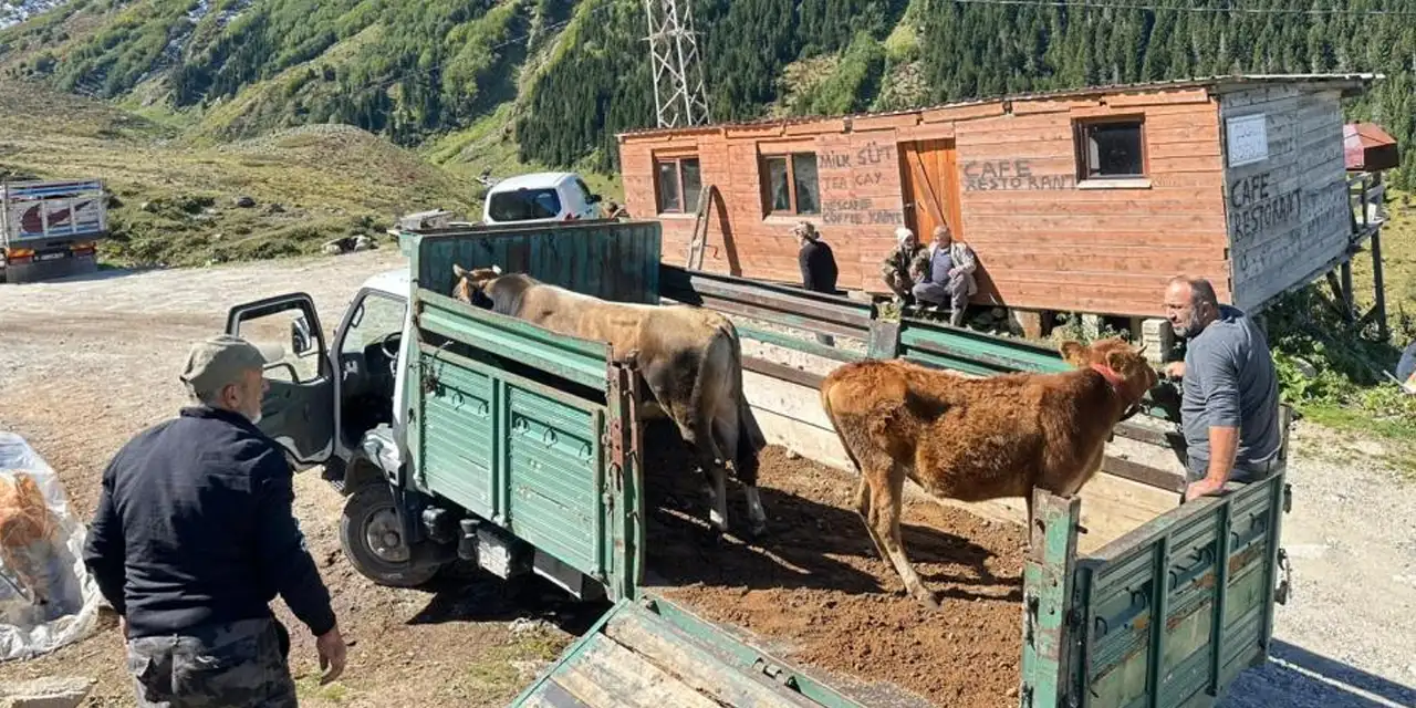 Rize’de yaylalardan dönüş bu sene erken başladı!