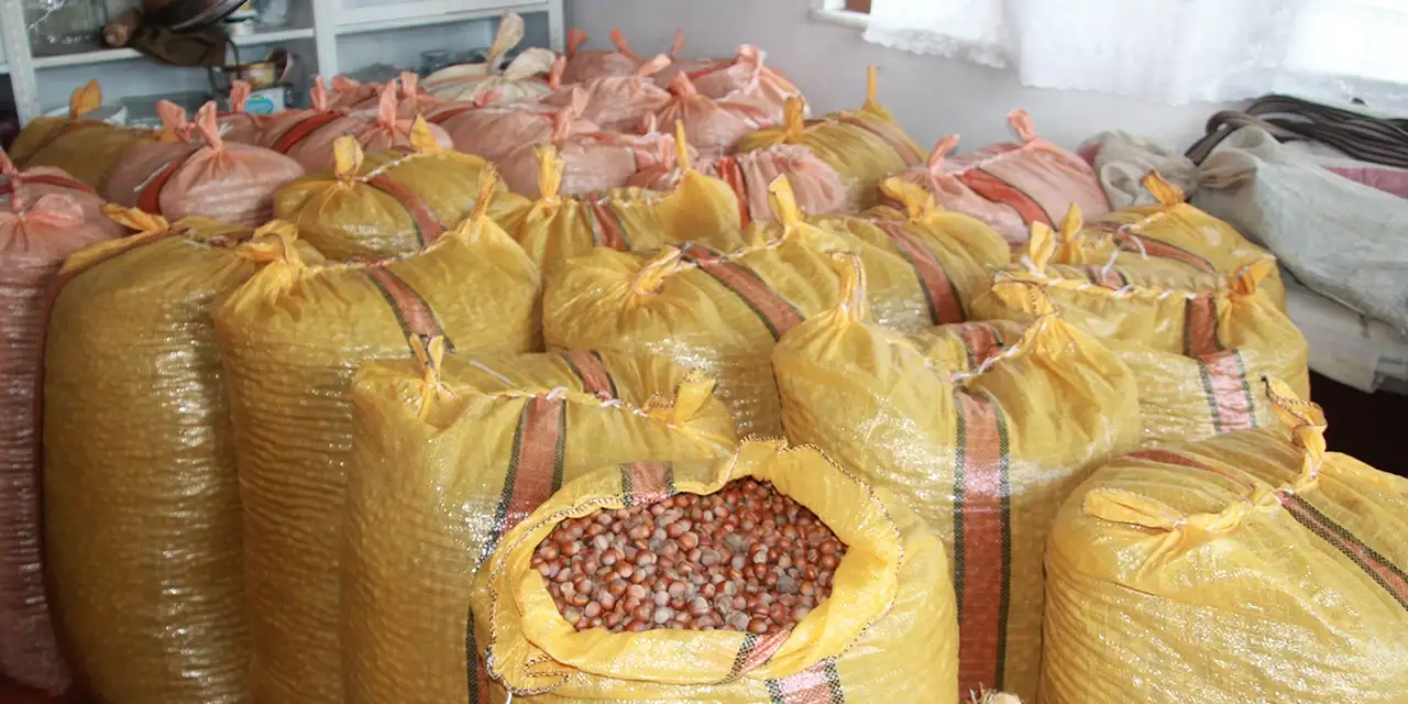 Ordu'da üreticiler hasat sezonu sonrası fındıklarını evlerinde depoluyor!
