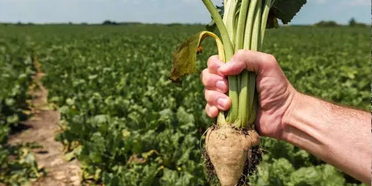 Samsun’da şeker pancarı hasadı başladı!