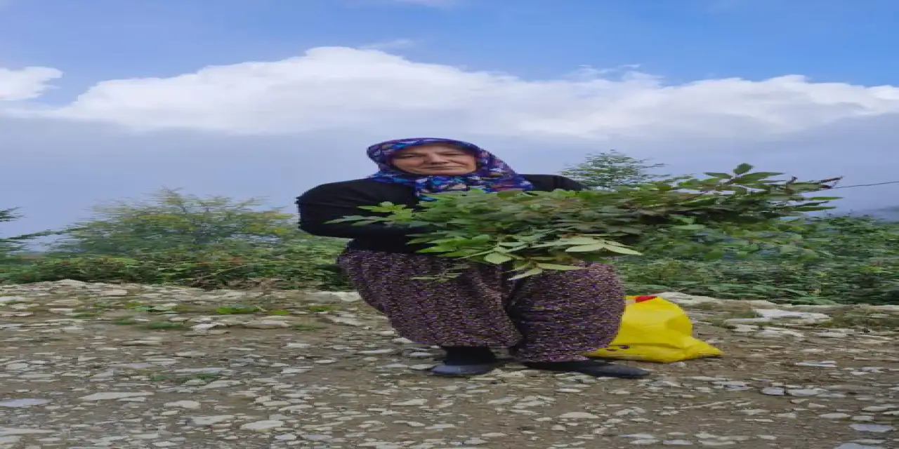 Trabzon'un yaylasında yaban mersini bereketi!