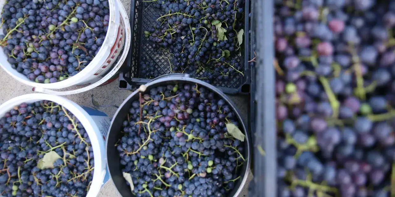 Ordu’nun tescilli üzüm suyu sofraları süslüyor!