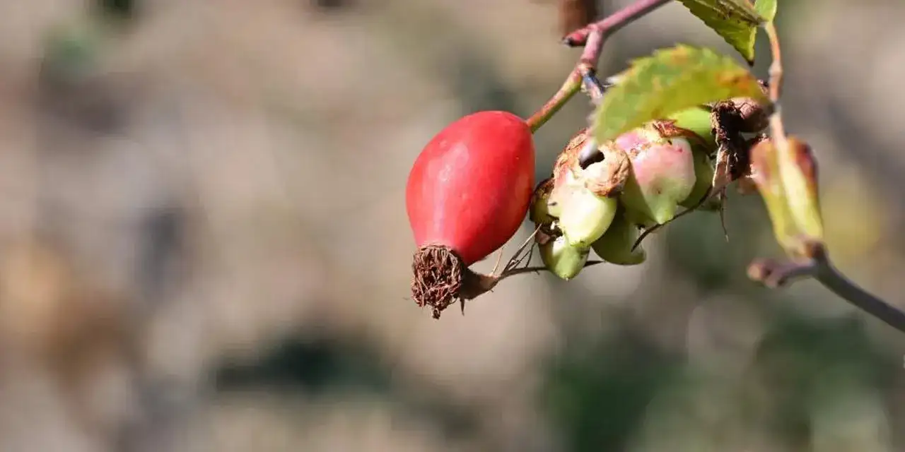 Gümüşhane’nin kuşburnu sofralarda yerini almaya başladı!