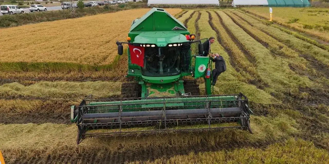 Samsun çeltik hasadına başlanıldı!