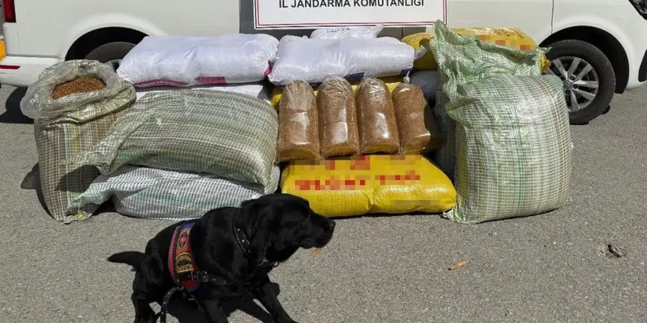 Gümüşhane’de kaçak tütün operasyonu! Kilolarca ele geçirildi