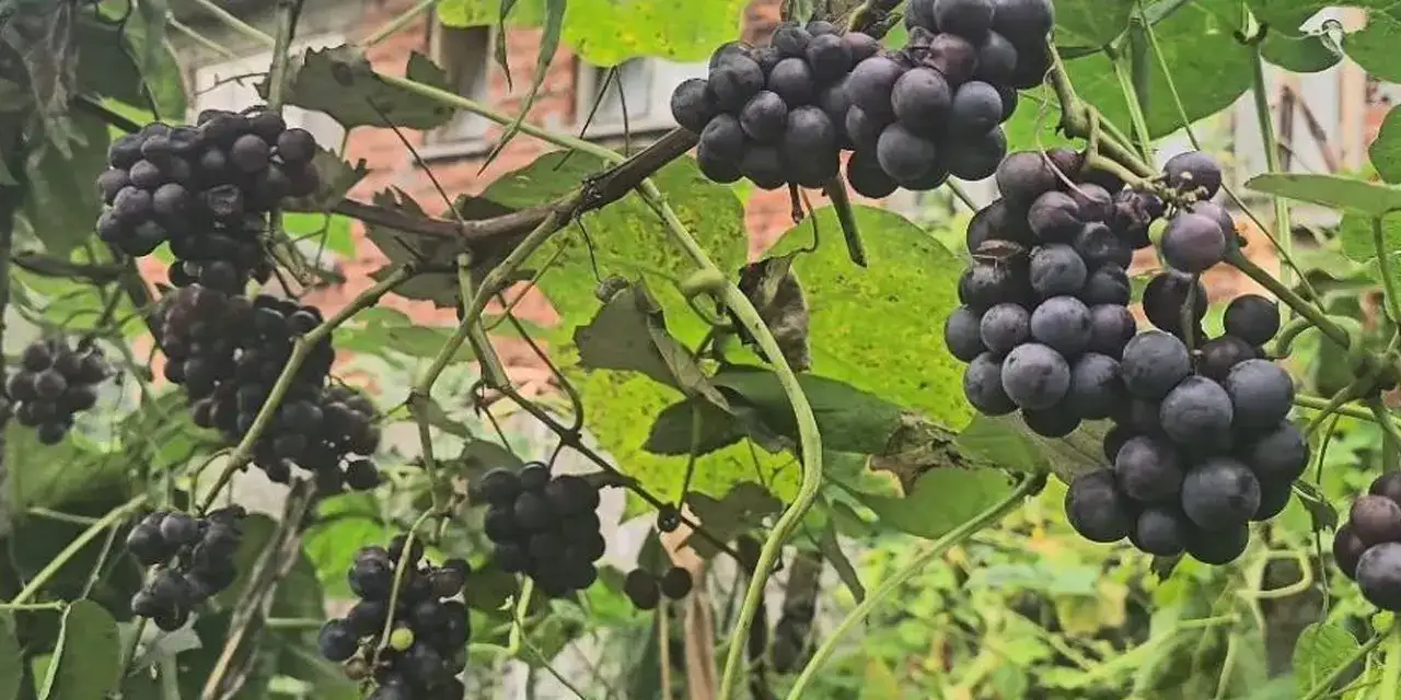 Artvin’de asırlık gelenek yaşatılıyor! Üzüm pekmezleri kışa hazırlanıyor