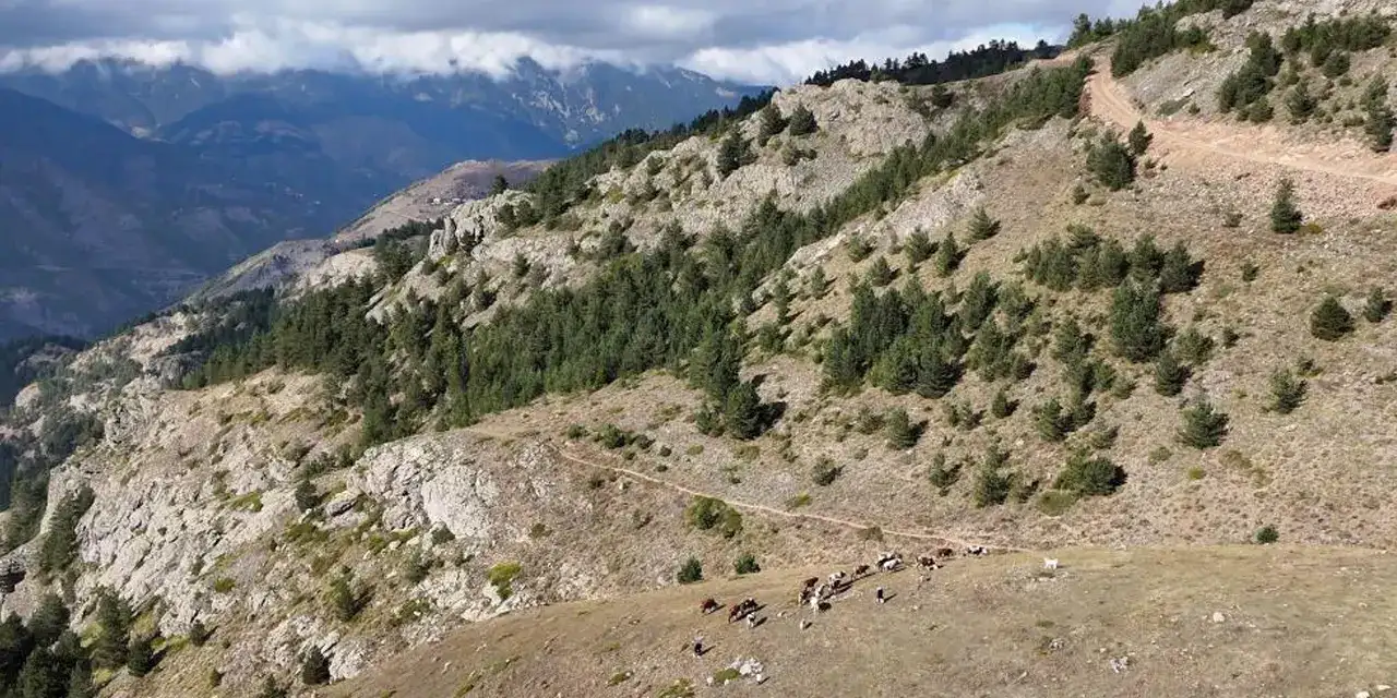 Gümüşhane’de genç muhtarın başarı hikayesi ilham veriyor!