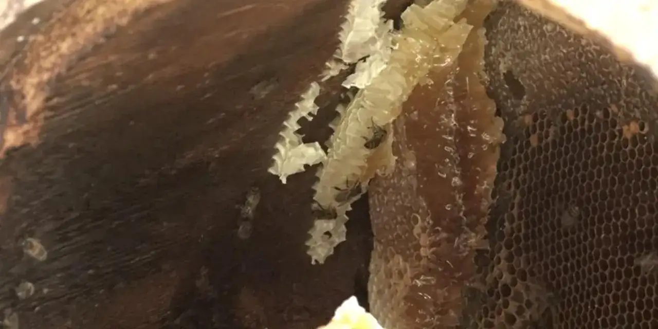 Rize’de karakovana talep arttı! Anzer Balını solladı