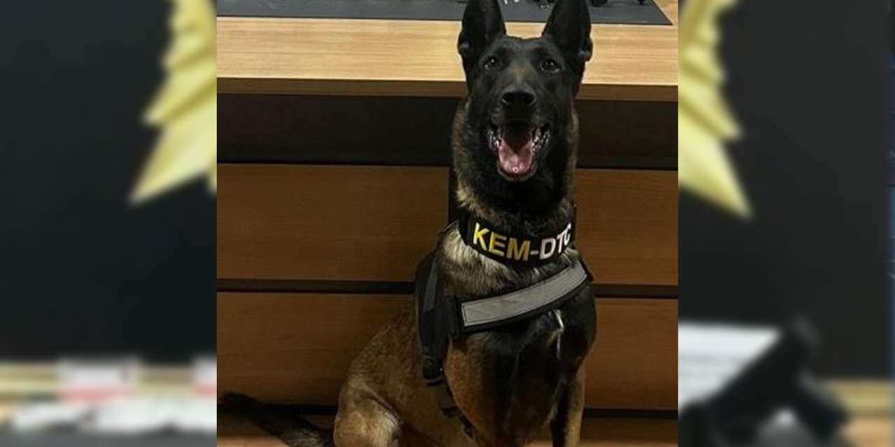 Narkotik köpeği Pablo Bayburt’ta uyuşturucuya geçit vermedi