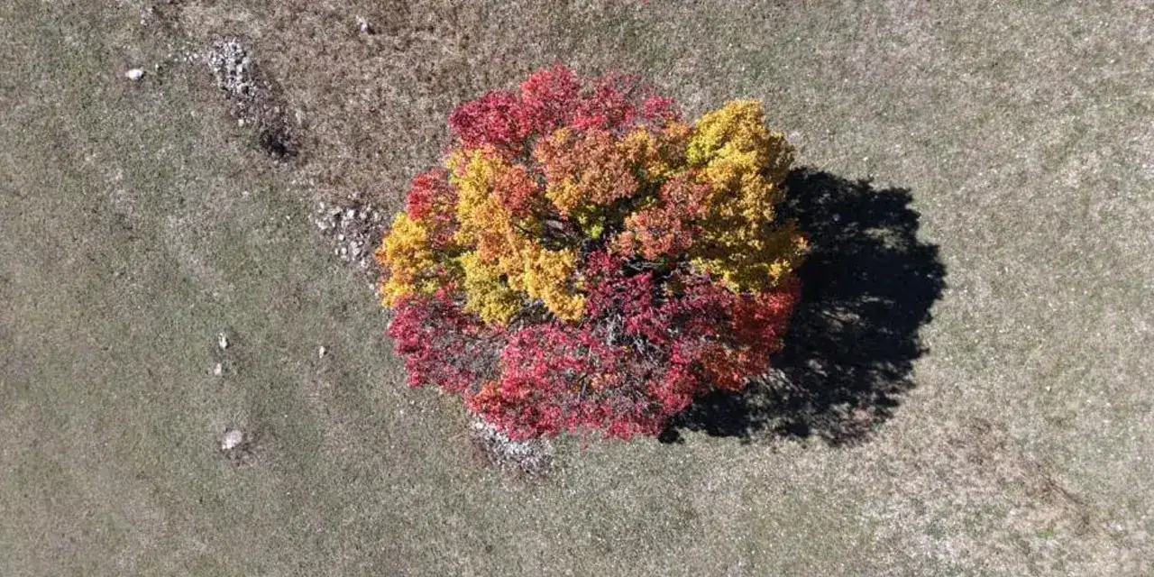 Artvin’de bir köy sonbahar renkleri ile donandı!
